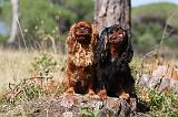 KING CHARLES SPANIEL 112